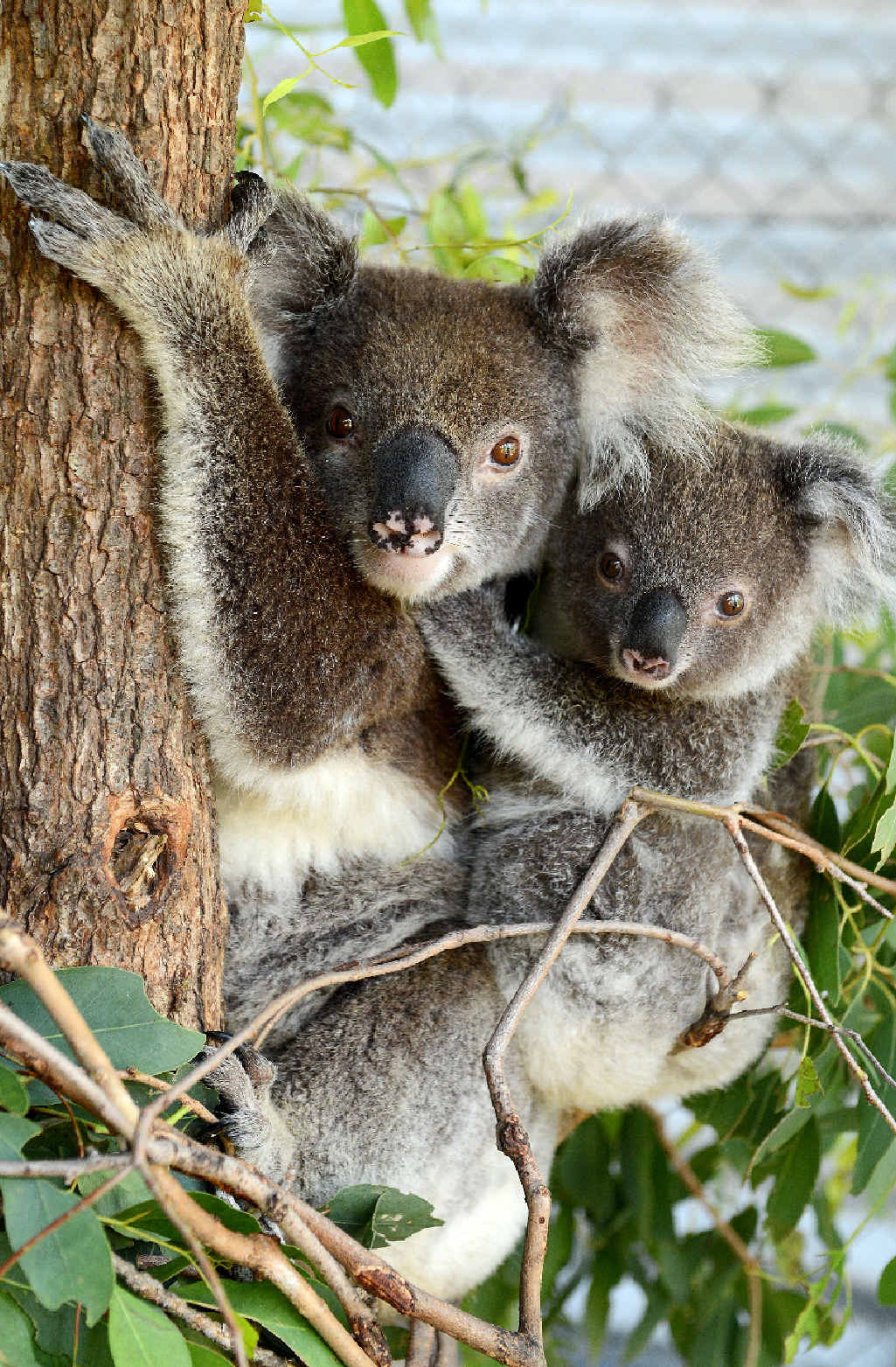 SAVED BY RESIDENTS: Rescued koala mum and bub Desley and Dixie are being cared for after suffering from heat stress during the recent hot weather. SAVED BY RESIDENTS: Rescued koala mum and bub Desley and Dixie are being cared for after suffering from heat stress during the recent hot weather.