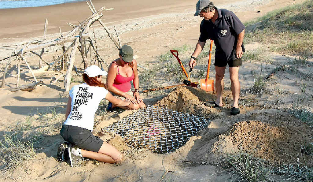 TURTLE PROTECTION: Workers install barriers around turtle nests in a bid to stop the eggs being eating by goannas. TURTLE PROTECTION: Workers install barriers around turtle nests in a bid to stop the eggs being eating by goannas.