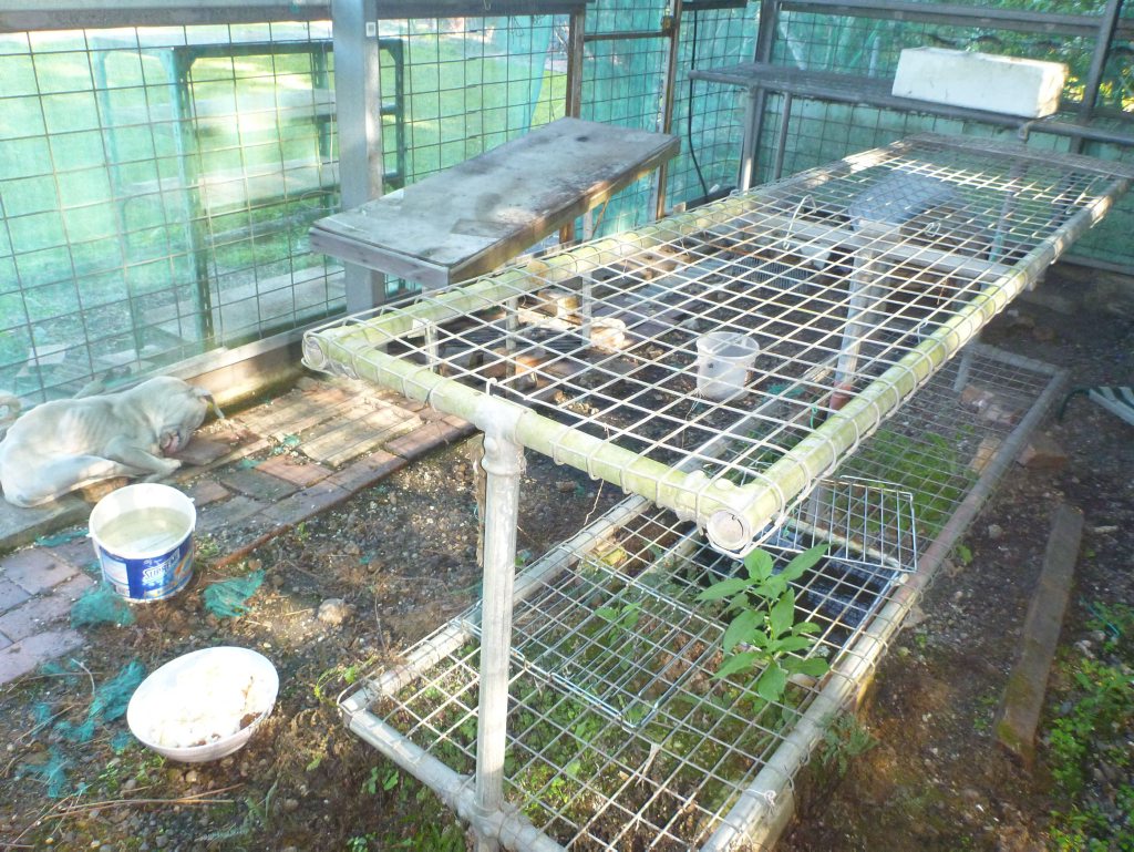 A 45 year old Ebbw Vale woman will face Ipswich Magistrates Court at 9am Wednesday January 22, charged with starving her two dogs to death. Debra Louise Pridmore has been charged with four offences under the Animal Care and Protection Act after two dogs were found deceased in a greenhouse on her property last June. Post mortems indicated that the dogs, a white male Staffordshire Bull Terrier and a small brown and white cross bred had died from extreme malnourishment and dehydration. Both dogs also had severe hookworm infestations. Photo: Contributed A 45 year old Ebbw Vale woman will face Ipswich Magistrates Court at 9am Wednesday January 22, charged with starving her two dogs to death. Debra Louise Pridmore has been charged with four offences under the Animal Care and Protection Act after two dogs were found deceased in a greenhouse on her property last June. Post mortems indicated that the dogs, a white male Staffordshire Bull Terrier and a small brown and white cross bred had died from extreme malnourishment and dehydration. Both dogs also had severe hookworm infestations. Photo: Contributed