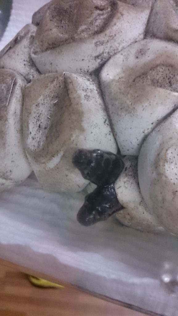 SLITHERING SURPRISE: This eight foot coastal python and her eggs were relocated from a development at Bargara. Photo: contributed SLITHERING SURPRISE: This eight foot coastal python and her eggs were relocated from a development at Bargara. Photo: contributed