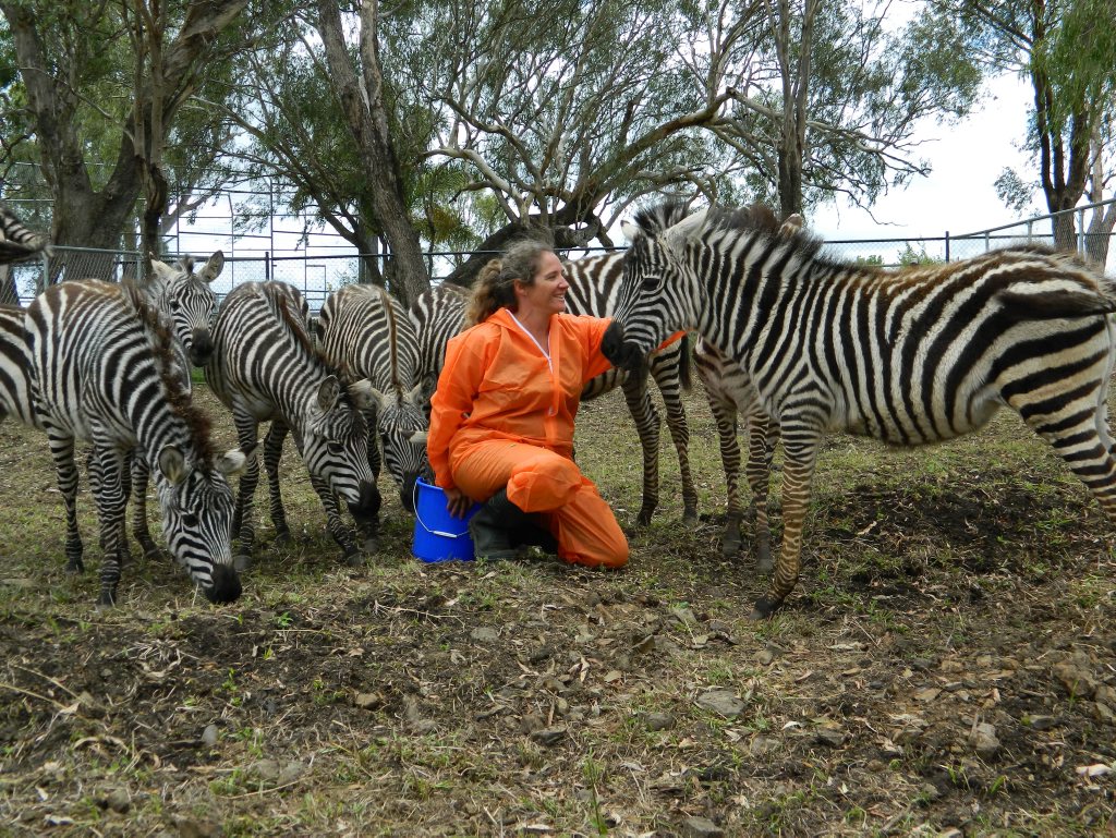 Darling Downs Zoo director Stephanie Robinson feeds the zoo's newest residents. Photo Contributed Darling Downs Zoo director Stephanie Robinson feeds the zoo's newest residents. Photo Contributed