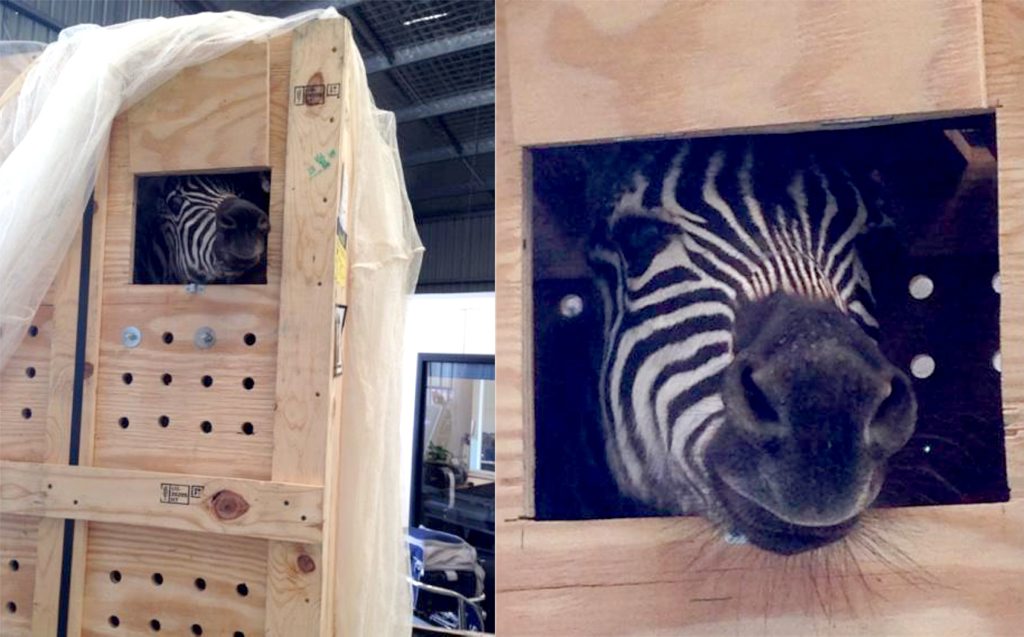 Several zebra flew into the Gold Coast Airport on Monday January 20 Several zebra flew into the Gold Coast Airport on Monday January 20