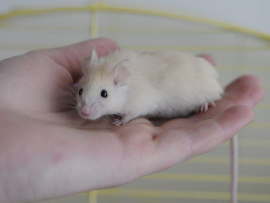 At least 100 mice are killed per hectare per year to grow grain. At least 100 mice are killed per hectare per year to grow grain.