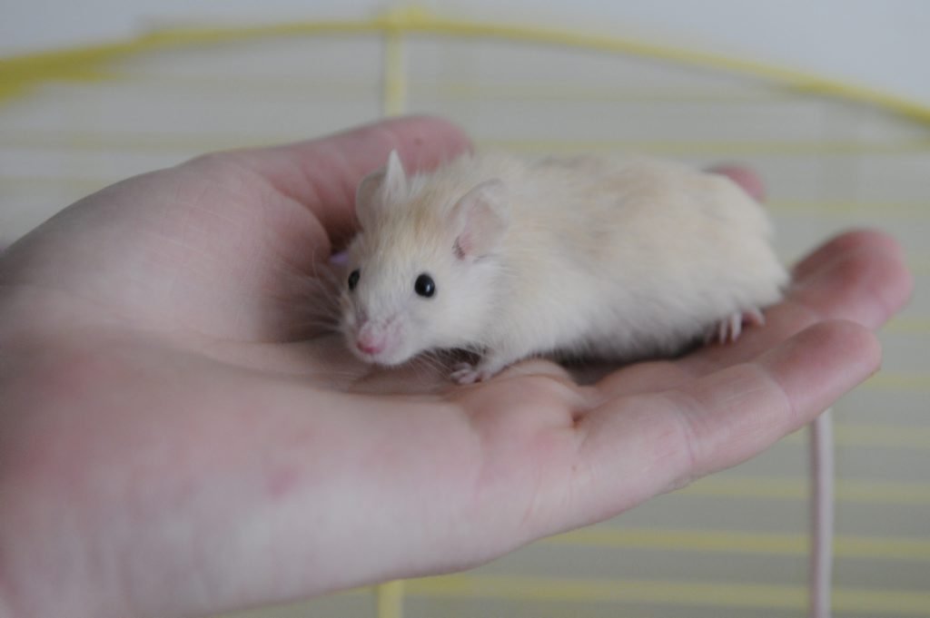 At least 100 mice are killed per hectare per year to grow grain. At least 100 mice are killed per hectare per year to grow grain.