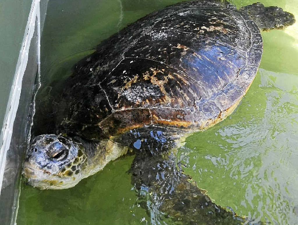 ON MEND: Ventura, a giant Sea Turtle, one of the largest turtle Australian Sea Bird rescue have had in care with general manager Kath Southwell.