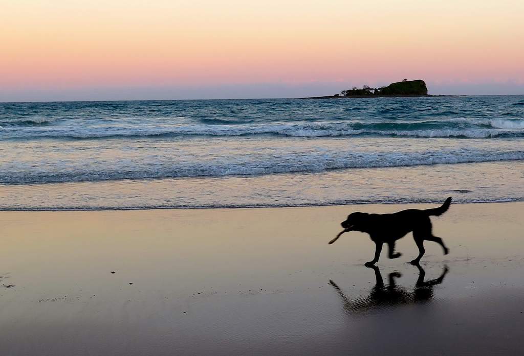 A dog running along the beach at sunset, as captured in fading light with a Canon Powershot G16. A dog running along the beach at sunset, as captured in fading light with a Canon Powershot G16.