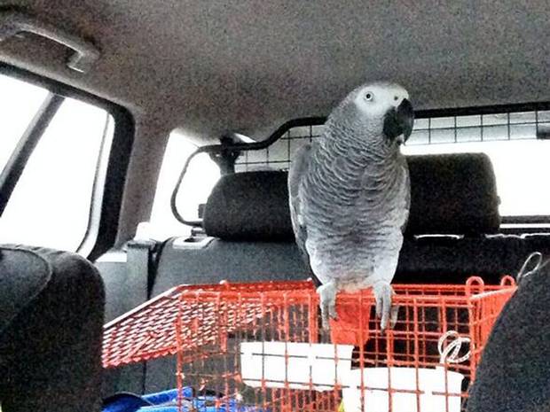 A motorist has had her car seized after being stopped by police in West Yorkshire, who discovered she was a learner driver accompanied only by her pet parrot
West Yorkshire Police A motorist has had her car seized after being stopped by police in West Yorkshire, who discovered she was a learner driver accompanied only by her pet parrot
West Yorkshire Police
