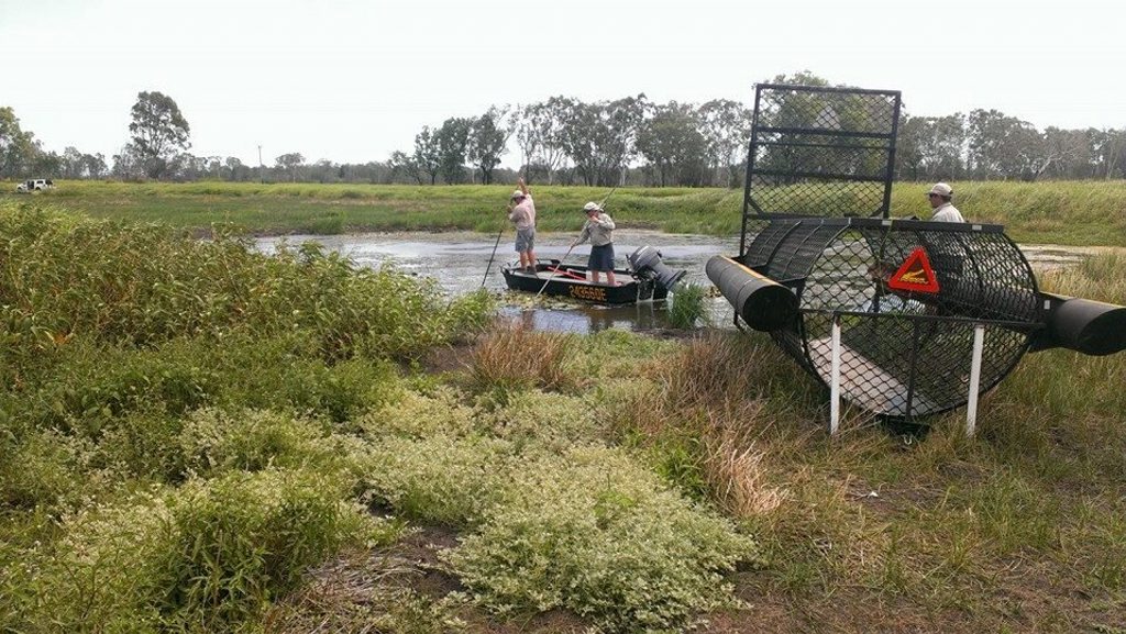 CROC COUNTRY: Rangers set a crocodile trap at the Yeppen Laggoon near the Capricorn Highway. CROC COUNTRY: Rangers set a crocodile trap at the Yeppen Laggoon near the Capricorn Highway.