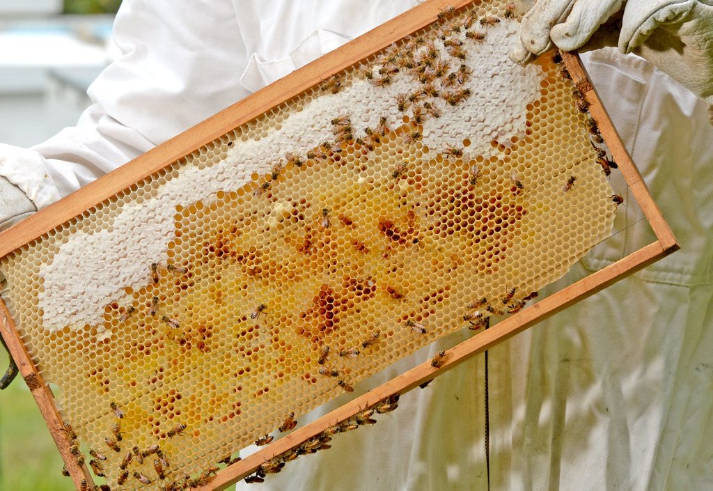 Mr Page with some of his hives. Mr Page with some of his hives.
