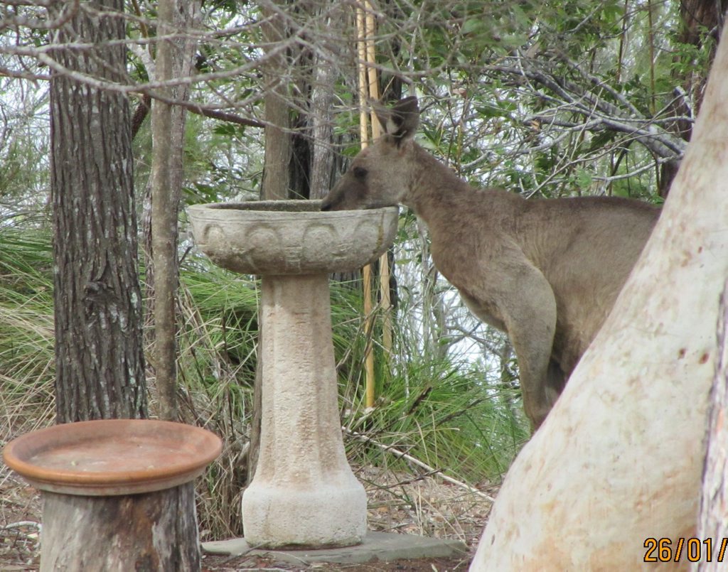 Kangaroos and other wildlife at Jim and Louise Moore's property in Pacific Haven are surviving on the water they keep topping up in the bird bath. Kangaroos and other wildlife at Jim and Louise Moore's property in Pacific Haven are surviving on the water they keep topping up in the bird bath.
