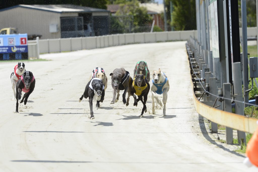 Ten races are on today's card at the Grafton Greyhound Club and action starts at 3.49pm. Ten races are on today's card at the Grafton Greyhound Club and action starts at 3.49pm.