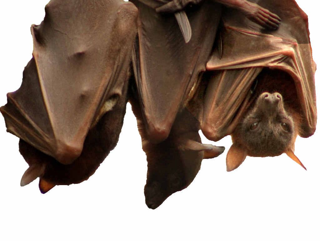 PROTECTED: Red flying foxes in Tucabia a week before the fire. Photo: Greg Clancy PROTECTED: Red flying foxes in Tucabia a week before the fire. Photo: Greg Clancy