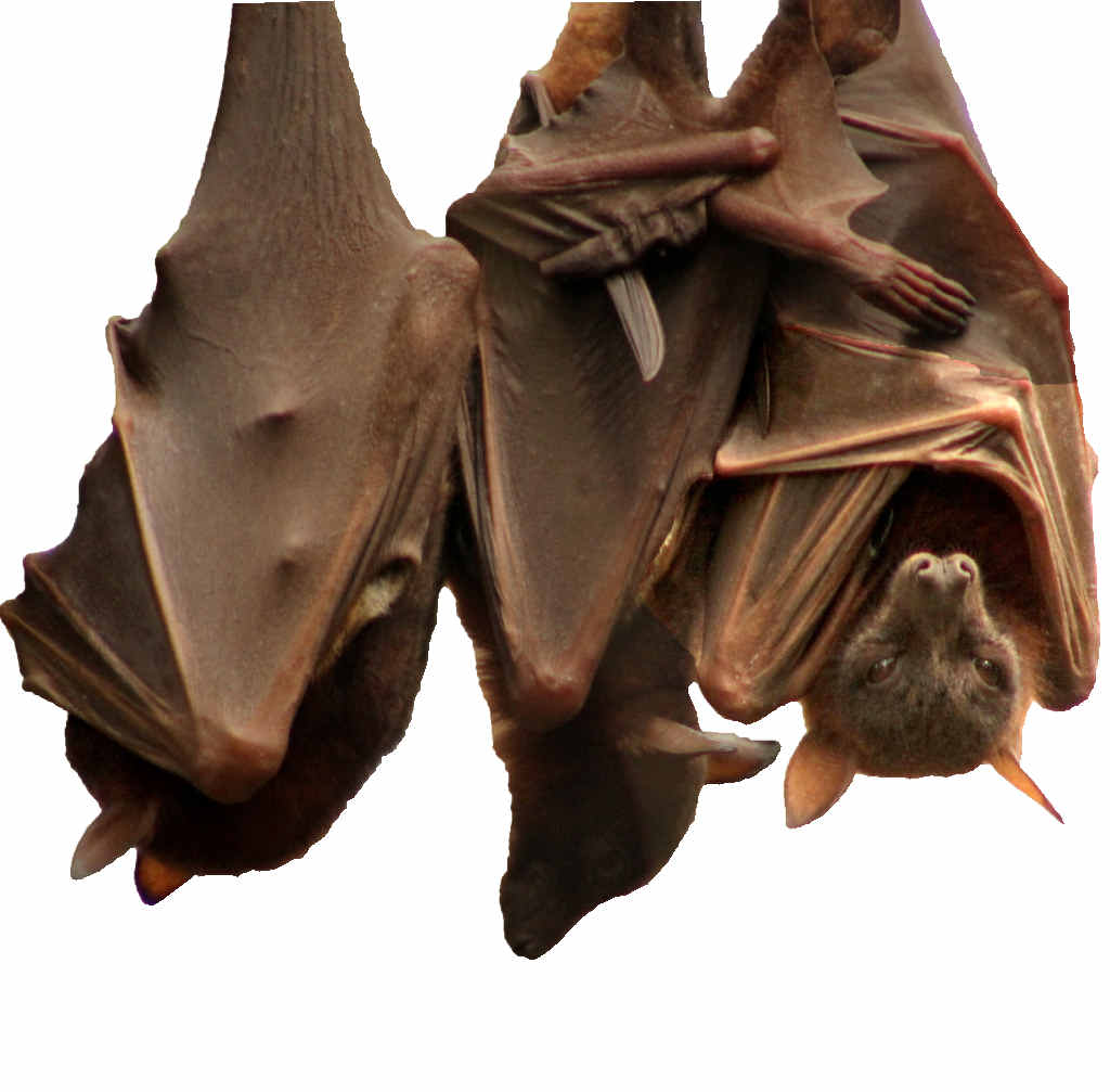 PROTECTED: Red flying foxes in Tucabia a week before the fire. Photo: Greg Clancy PROTECTED: Red flying foxes in Tucabia a week before the fire. Photo: Greg Clancy