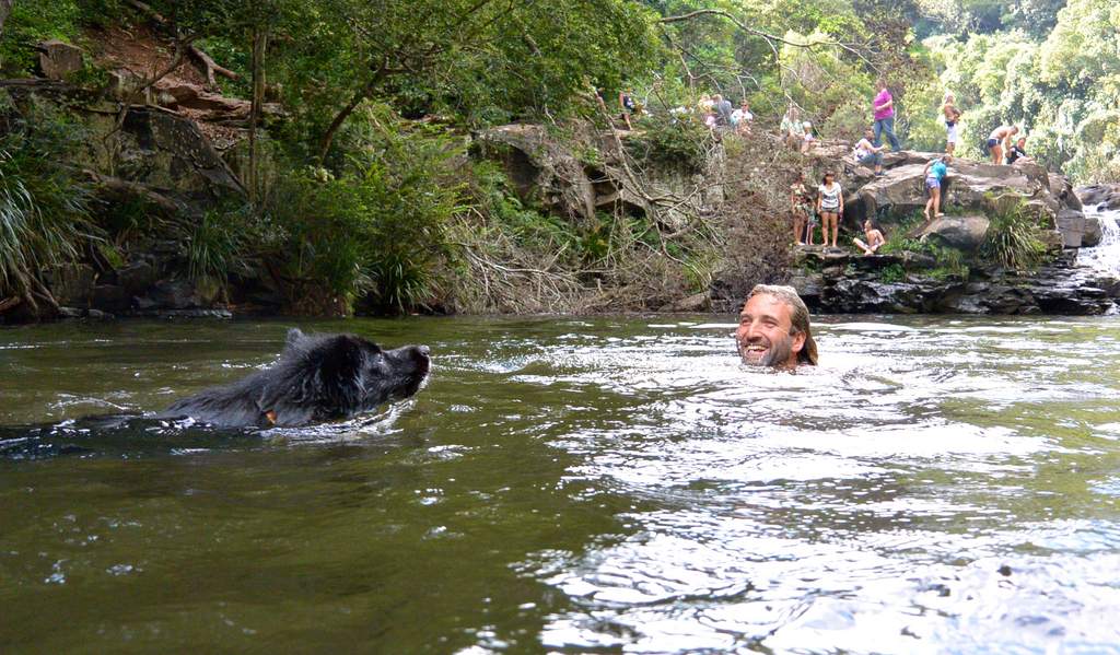 Pepe the dog swims to his owner Jackson Beale at Gardner's Falls near Maleny. Pepe the dog swims to his owner Jackson Beale at Gardner's Falls near Maleny.