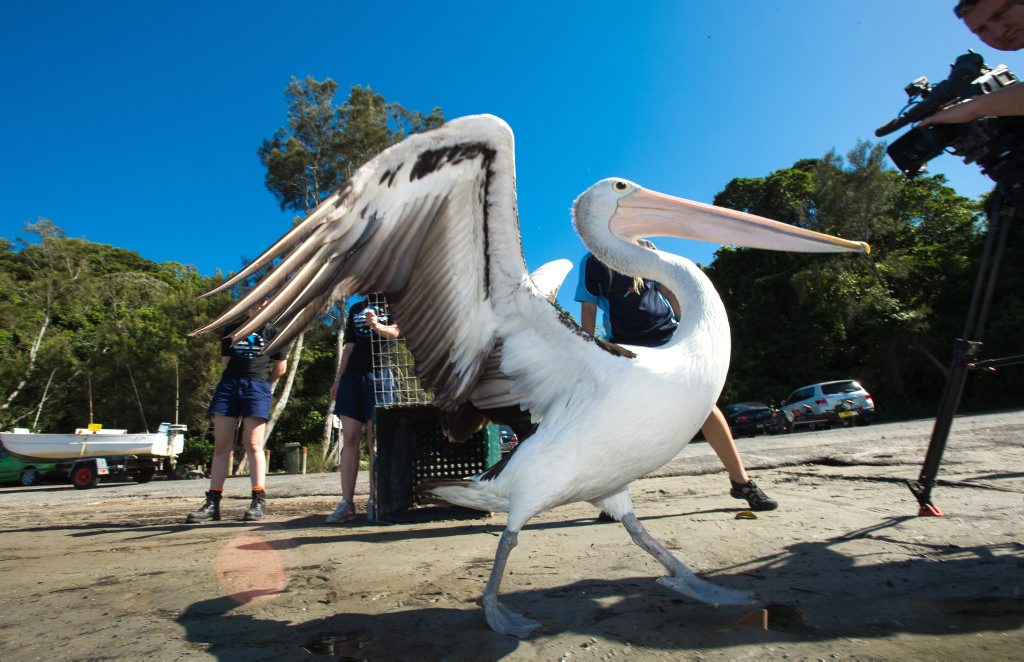 John Travolta the pelican was released on Tuesday morning not far from where he was found at Bonville Creek but with a much brighter prognosis for a long and healthy life. John Travolta the pelican was released on Tuesday morning not far from where he was found at Bonville Creek but with a much brighter prognosis for a long and healthy life.