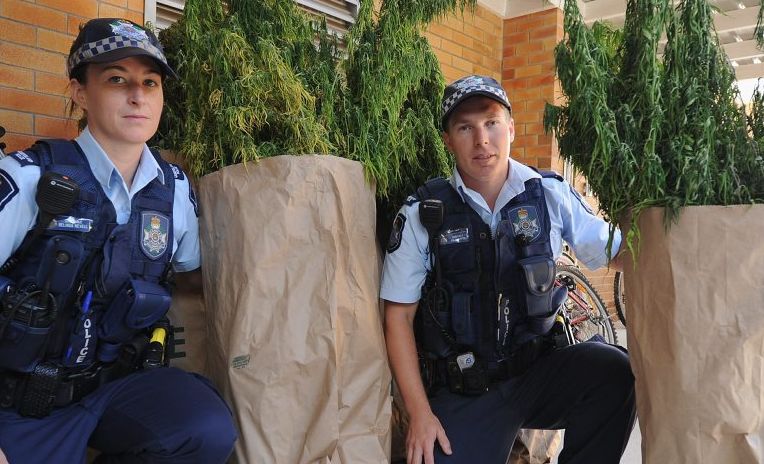Constables Belinda Nevell and Dylan Rippon at the Hervey Bay Police Station with some of the cannabis plants seized during a raid on the weekend. Constables Belinda Nevell and Dylan Rippon at the Hervey Bay Police Station with some of the cannabis plants seized during a raid on the weekend.
