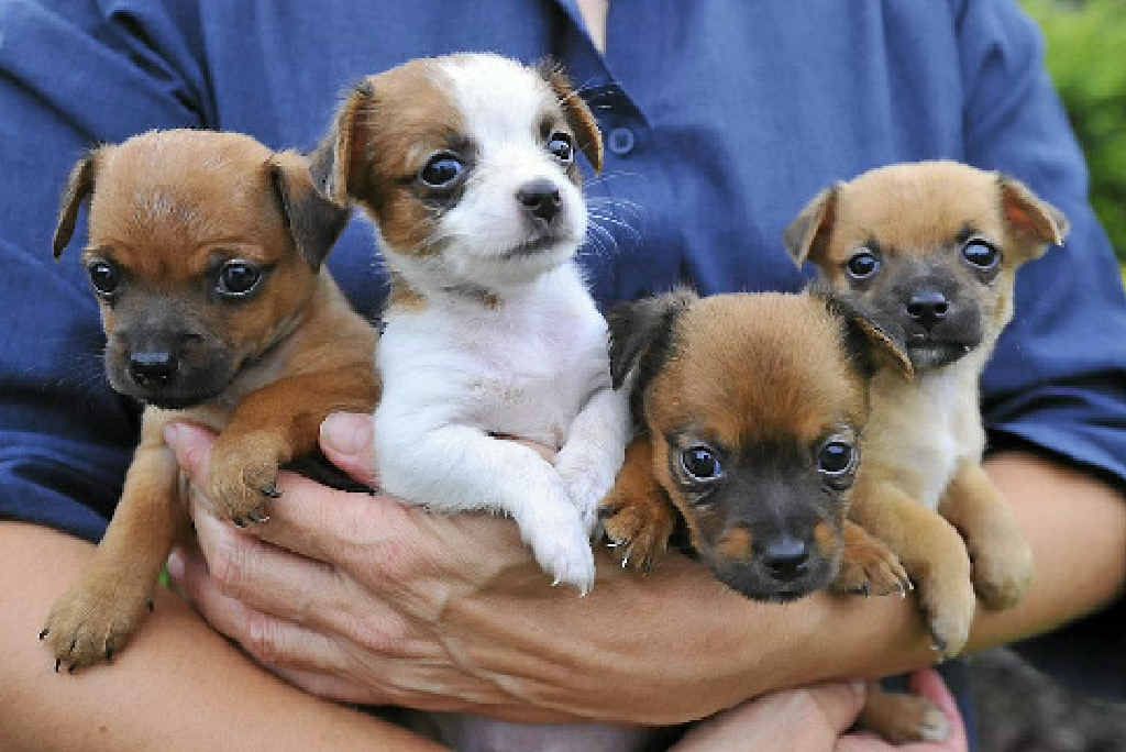 HANDLE WITH CARE: Friends of RSPCA Gladstone volunteer Tammy Driessen with the four fox terrier cross Chihuahua puppies, Chicago, Channing, Casey and Cookie, surrendered at four weeks of age. HANDLE WITH CARE: Friends of RSPCA Gladstone volunteer Tammy Driessen with the four fox terrier cross Chihuahua puppies, Chicago, Channing, Casey and Cookie, surrendered at four weeks of age.