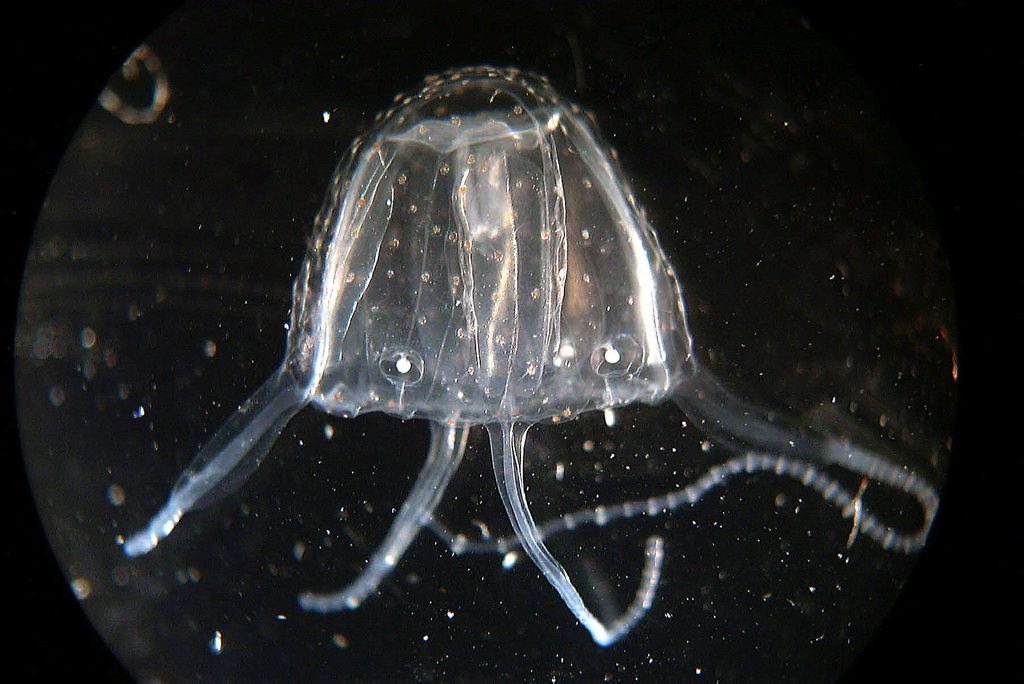 An irukandji jellyfish. An irukandji jellyfish.