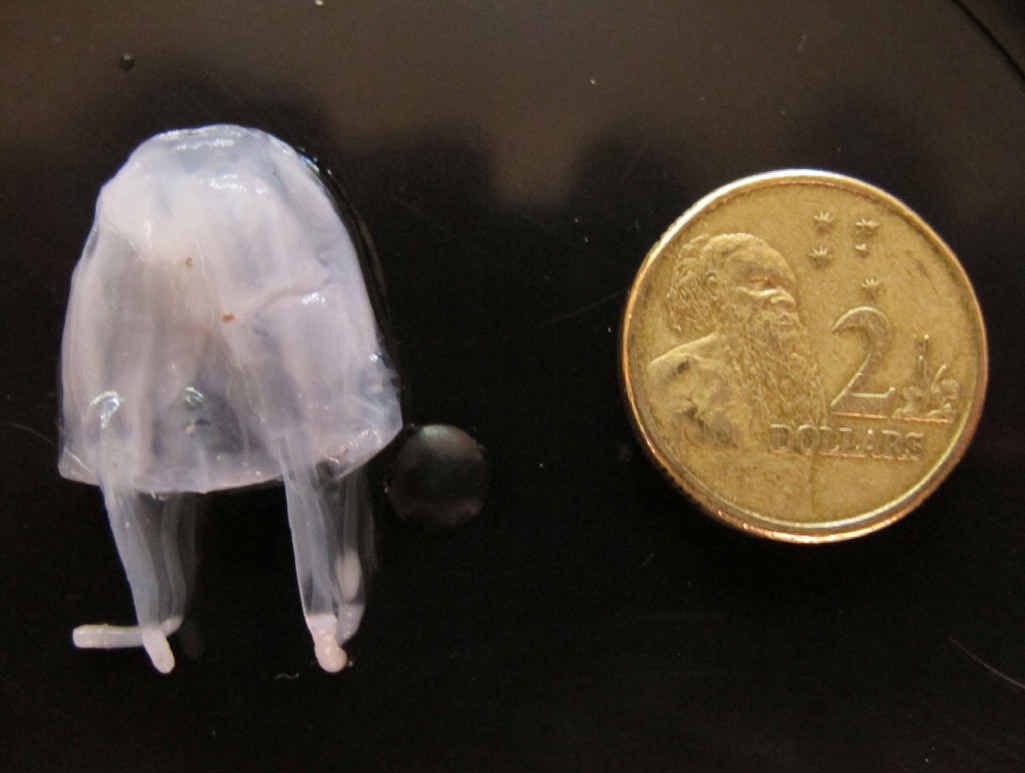 Irukandji jellyfish are tiny, but their sting can be fatal. Irukandji jellyfish are tiny, but their sting can be fatal.