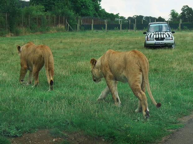 Two female lions in their enclosure in Longleat Safari Park. A spokesperson confirmed reports that six lions were put down due to 'severe health risks' from overpopulation
Creative Commons/Rossographer Two female lions in their enclosure in Longleat Safari Park. A spokesperson confirmed reports that six lions were put down due to 'severe health risks' from overpopulation
Creative Commons/Rossographer