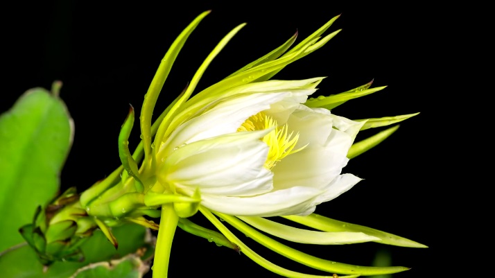 Shane Gehlert of Bluedog Films captured 30 dragonfruit plants flowering overnight. Shane Gehlert of Bluedog Films captured 30 dragonfruit plants flowering overnight.