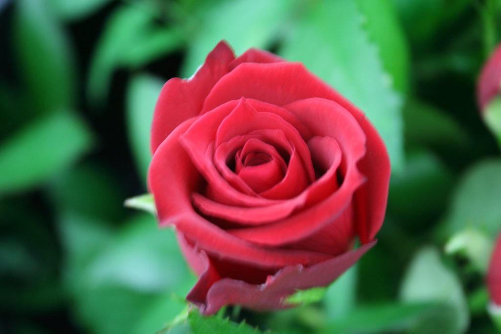 Red roses symbolise passion and romantic love, if you can afford it. Red roses symbolise passion and romantic love, if you can afford it.