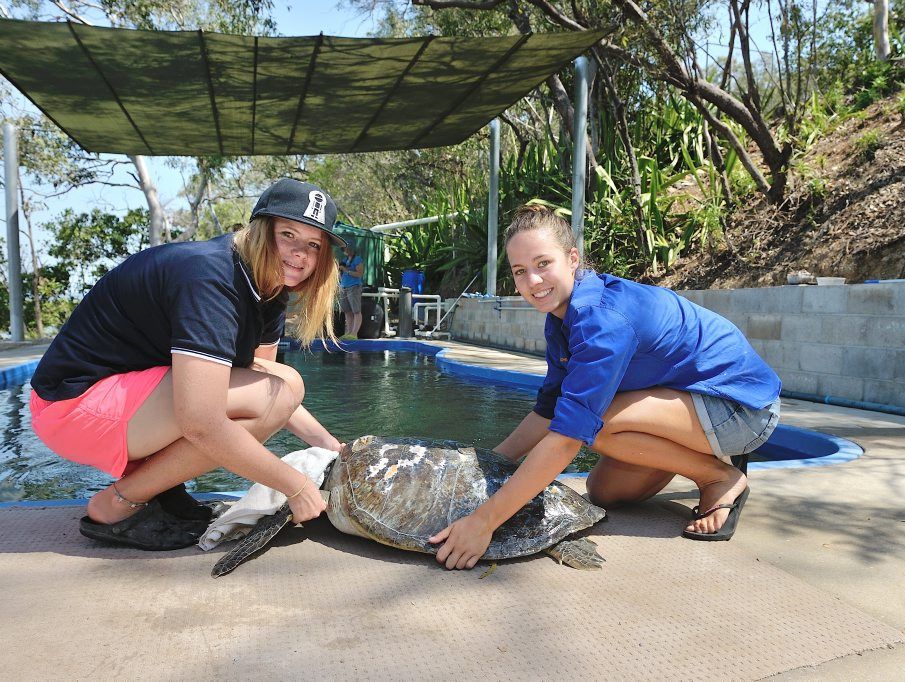 Volunteers Kymberley O'Neill and Althea Bowden help a turtle at the Quoin Island Turtle Rehabilitation Centre. Volunteers Kymberley O'Neill and Althea Bowden help a turtle at the Quoin Island Turtle Rehabilitation Centre.
