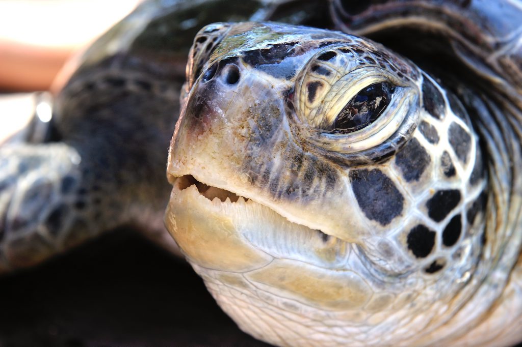 A turtle at the Quoin Island Turtle Rehabilitation Centre. A turtle at the Quoin Island Turtle Rehabilitation Centre.