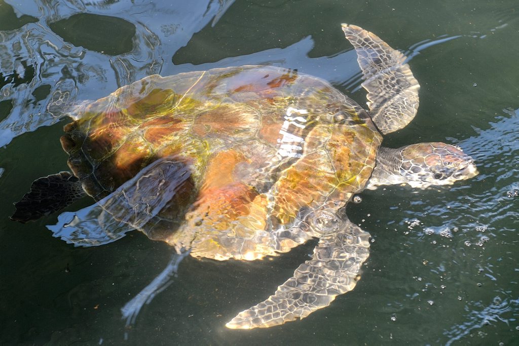 A turtle at the Quoin Island Turtle Rehabilitation Centre. A turtle at the Quoin Island Turtle Rehabilitation Centre.