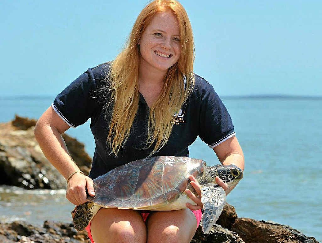 HAPPY DAY: Volunteer Kymberley O’Neill gets ready to release a turtle. HAPPY DAY: Volunteer Kymberley O’Neill gets ready to release a turtle.