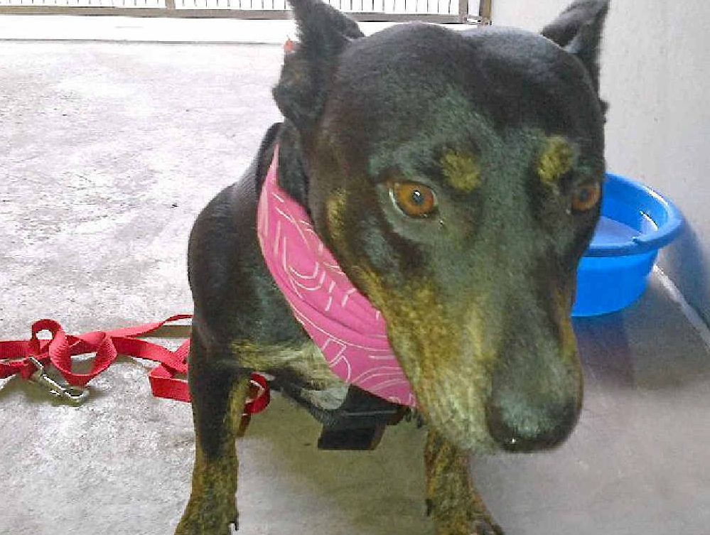 ATTACK VICTIM: This dog is recovering well after being found tied to a tree in Deception Bay with a cut in her throat. ATTACK VICTIM: This dog is recovering well after being found tied to a tree in Deception Bay with a cut in her throat.