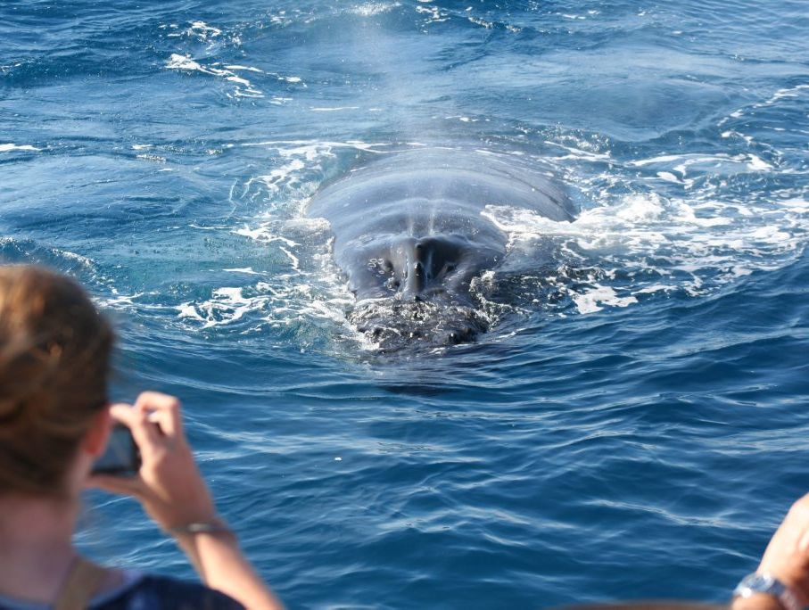 A whale approaches the boat and blows through its blowhole, to the delight of whale watchers. A whale approaches the boat and blows through its blowhole, to the delight of whale watchers.