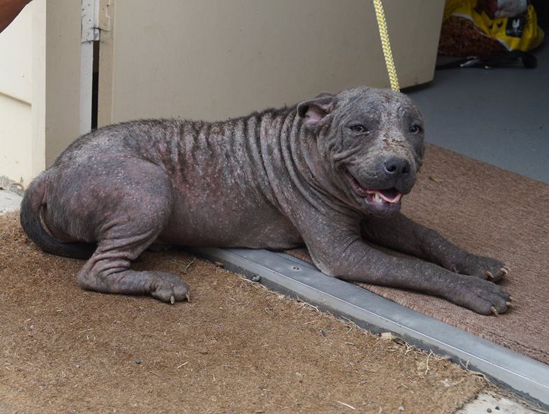 Sick dogs need quarantine kennels at M'boro refuge