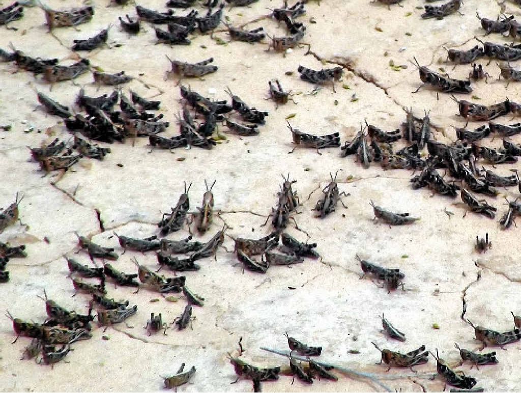 FUN OF IT: Locusts are highly annoying, just like the Caveman.