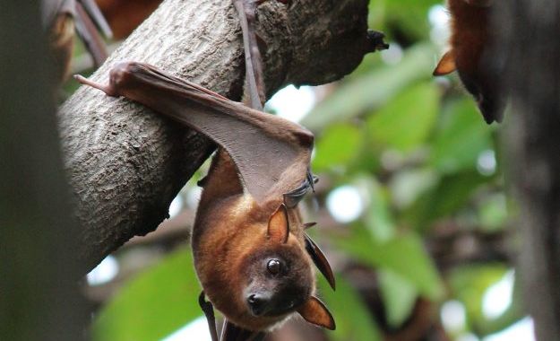 Red flying foxes hang off a tree at a roost in the mining town of Moranbah. Photo: Brittney Hudson Red flying foxes hang off a tree at a roost in the mining town of Moranbah. Photo: Brittney Hudson