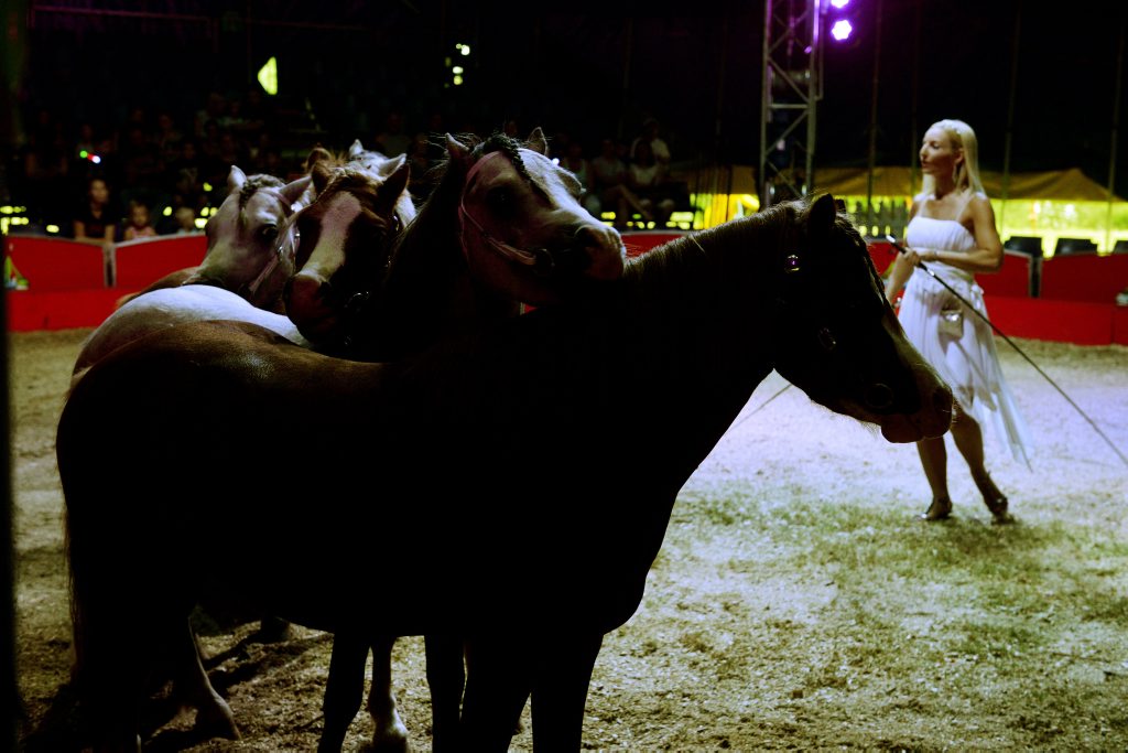 Ponies pose on the command of their trainer at the circus. Ponies pose on the command of their trainer at the circus.