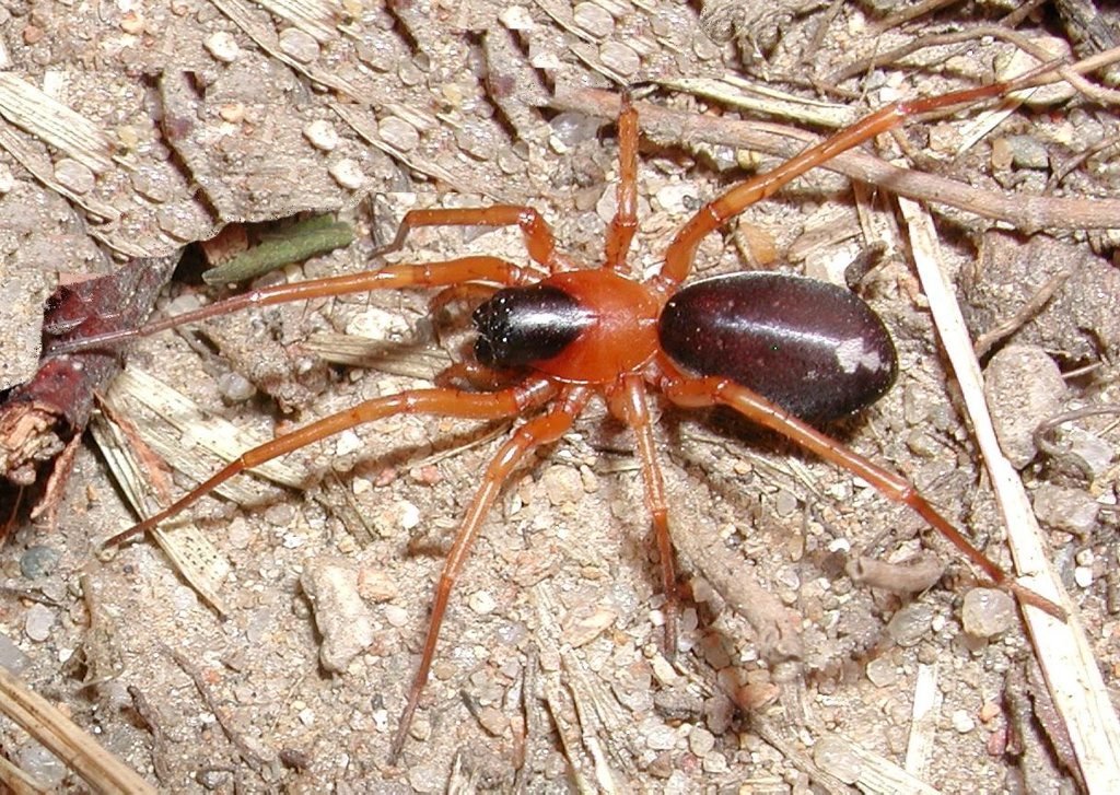A ground-hunting or swift spider (Corinnidae) called Reinhard’s Leichhardt spider or Leichhardteus Reinhardi has been discovered on Fraser Island.
A ground-hunting or swift spider (Corinnidae) called Reinhard’s Leichhardt spider or Leichhardteus Reinhardi has been discovered on Fraser Island.