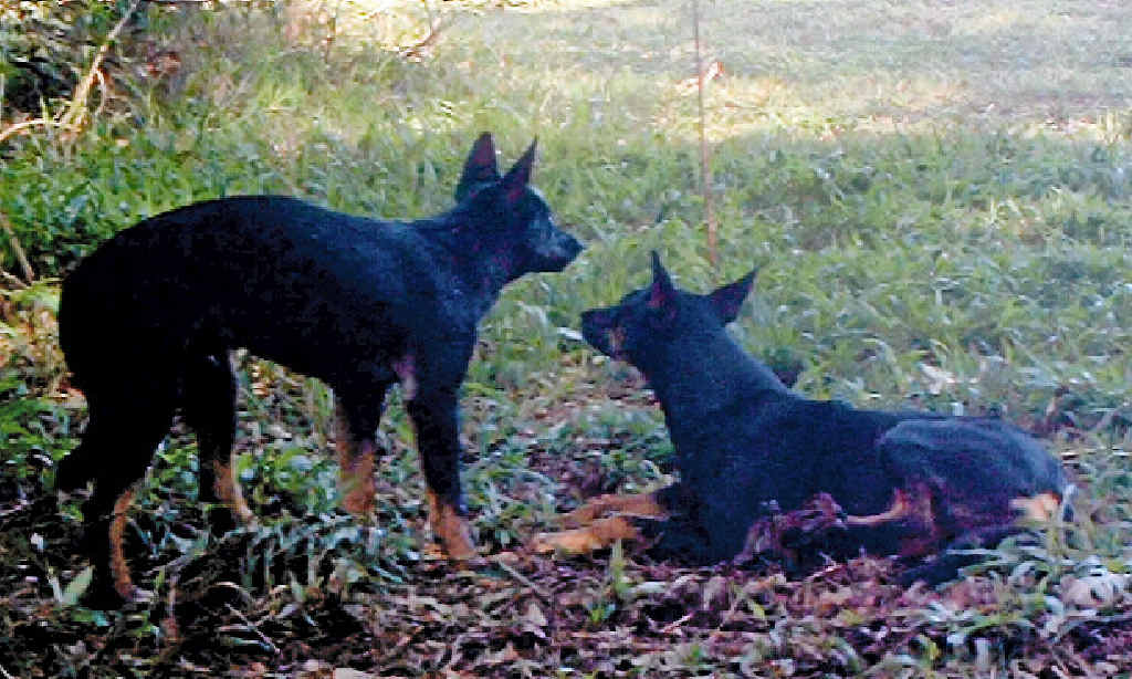 TERRITORIAL: Wild dogs, like these trapped at Whian Whian recently, are moving into semi-suburban areas. TERRITORIAL: Wild dogs, like these trapped at Whian Whian recently, are moving into semi-suburban areas.