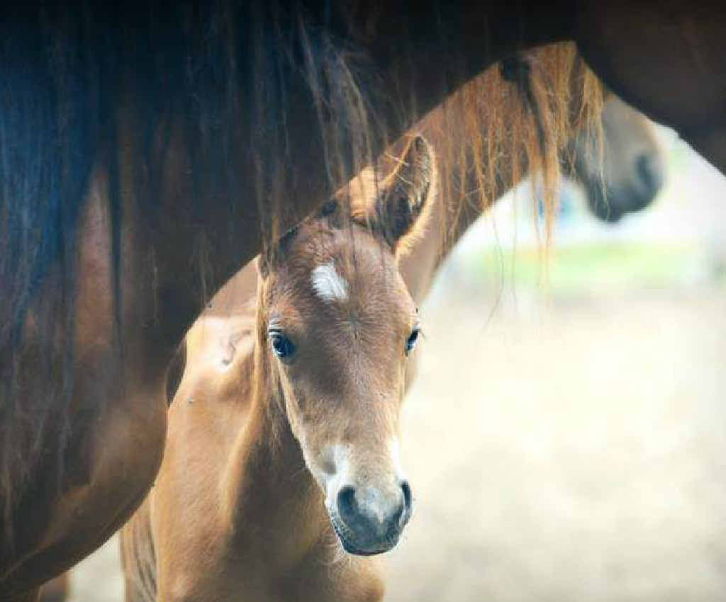 Spirit of Tasmania operator TT-Line has entered pleas over allegations of failing to properly transport 16 polo ponies that were found dead. Spirit of Tasmania operator TT-Line has entered pleas over allegations of failing to properly transport 16 polo ponies that were found dead.