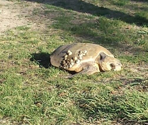 A turtle, looking a bit lost, heads for the road at corner of Corfield St and the Esplanade in Point Vernon on Tuesday. A turtle, looking a bit lost, heads for the road at corner of Corfield St and the Esplanade in Point Vernon on Tuesday.