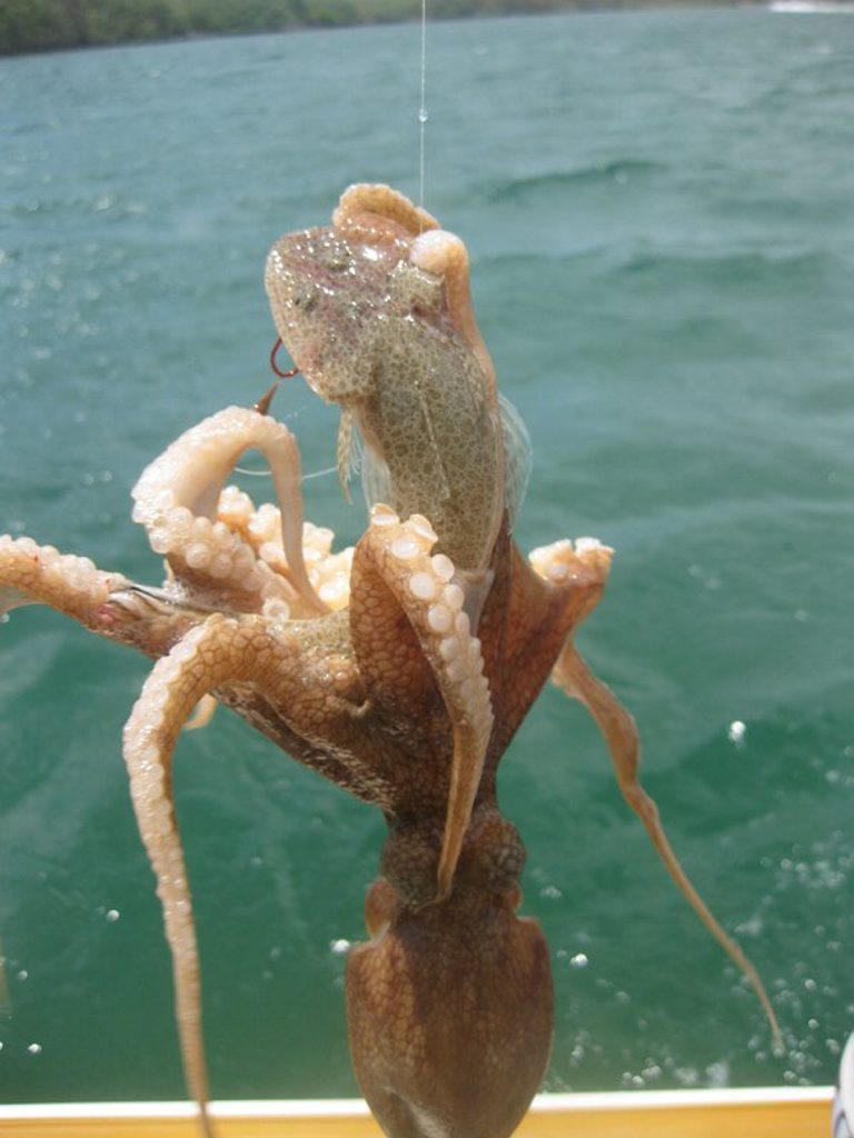 The octopus Chris Ward hooked off Tweed. The octopus Chris Ward hooked off Tweed.