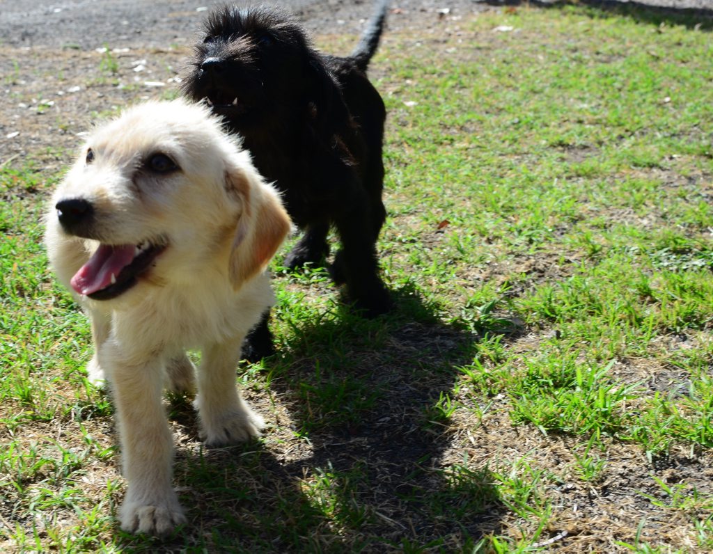 These two pups were found eating a dead kangaroo to say alive. These two pups were found eating a dead kangaroo to say alive.
