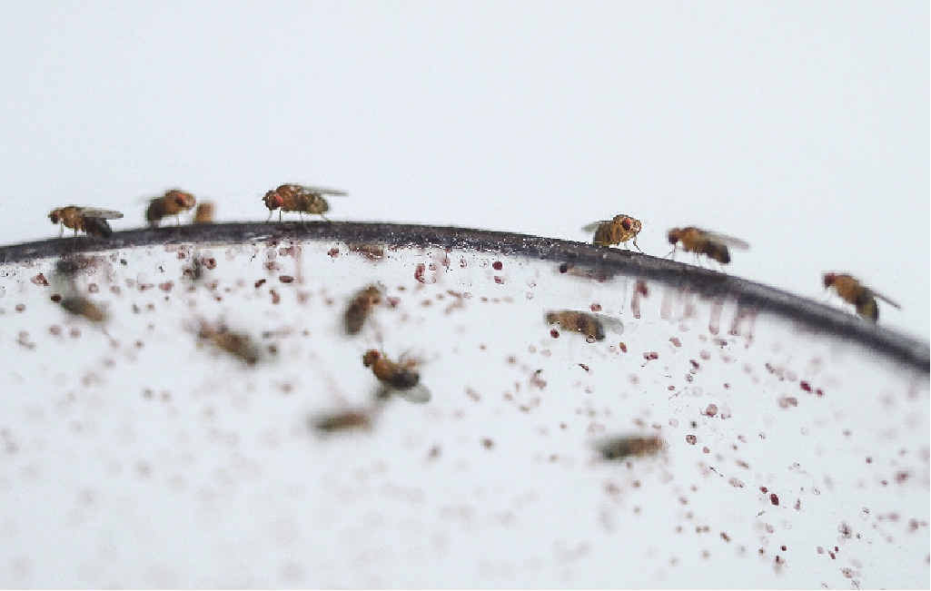 Sex habits of flies may help discover if just genetics drive looks Sex habits of flies may help discover if just genetics drive looks