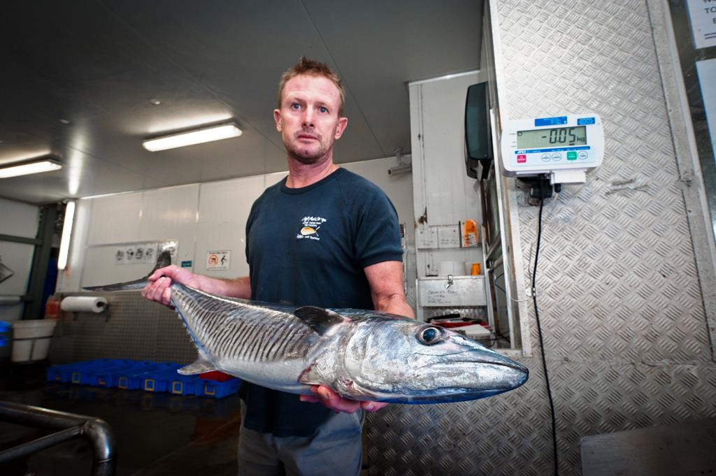 Coffs Harbour Fisherman's Coop seafood manager Shane Geary with a legal mackerel which tips the scales at less than 10kg. Photo: Rob Wright Coffs Harbour Fisherman's Coop seafood manager Shane Geary with a legal mackerel which tips the scales at less than 10kg. Photo: Rob Wright