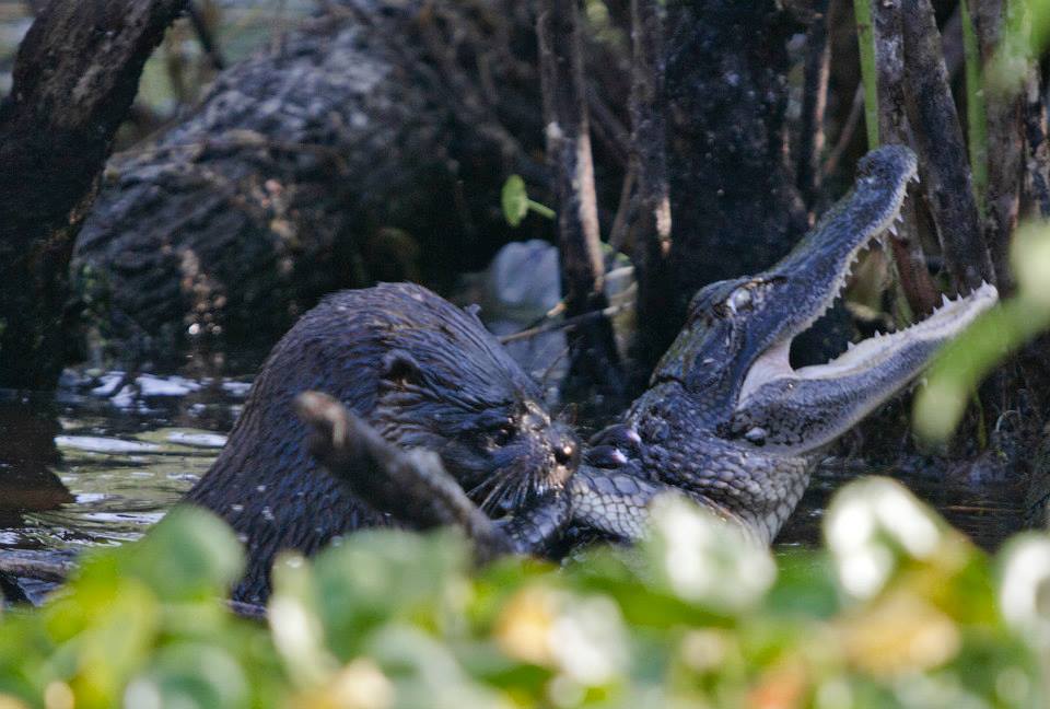 An Otter makes short work of an alligator at Lake Woodruff National Wildlife Refuge. An Otter makes short work of an alligator at Lake Woodruff National Wildlife Refuge.