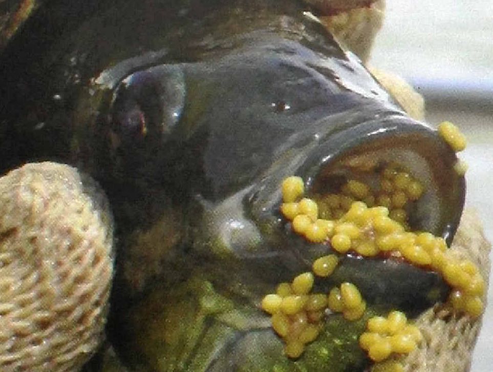 IMPOSSIBLE TO ERADICATE: The female Mozambique tilapia carries eggs in its mouth. IMPOSSIBLE TO ERADICATE: The female Mozambique tilapia carries eggs in its mouth.