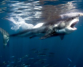 Great White Shark Great White Shark