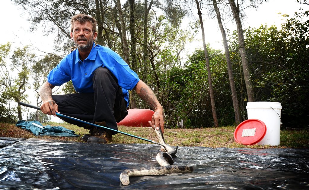 Kane from Australian Seabird Rescue, Ballina (reptile section) with an injured Sea Snake that washed up on the beach near Evans Head. Kane from Australian Seabird Rescue, Ballina (reptile section) with an injured Sea Snake that washed up on the beach near Evans Head.