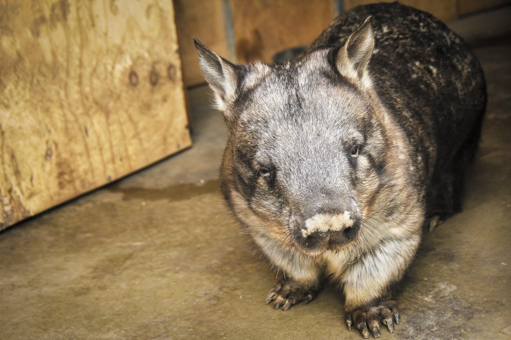 Southern hairy nose wombat Southern hairy nose wombat