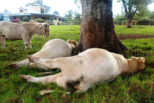 Two stud Charolais bulls were killed by lightning strikes at Thora during Sunday afternoon's electrical storm. Photo: Contributed Two stud Charolais bulls were killed by lightning strikes at Thora during Sunday afternoon's electrical storm. Photo: Contributed